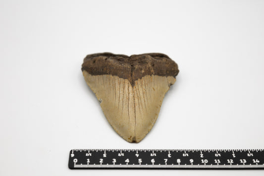 Megalodon Zahn