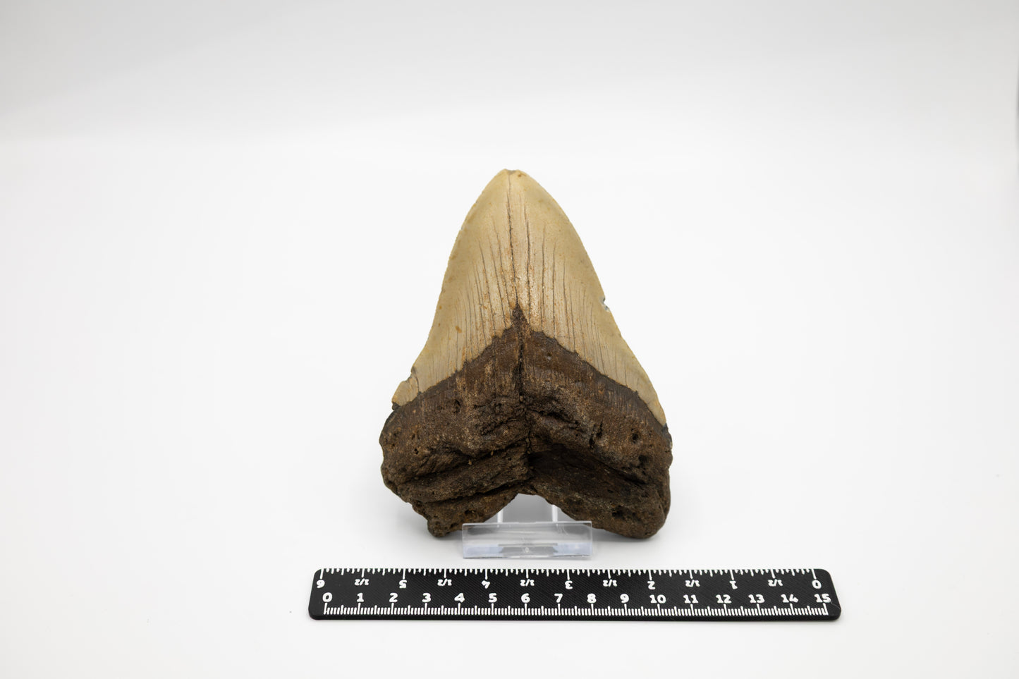 Megalodon Zahn