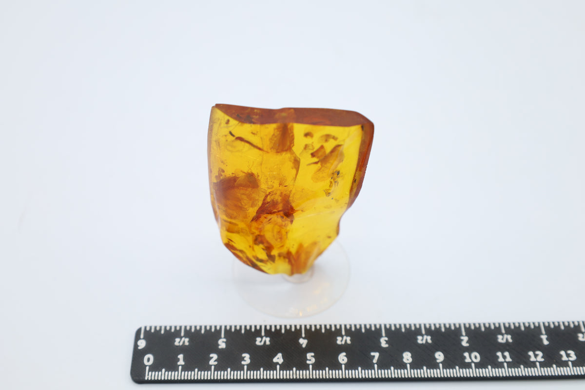 Bernstein mit Schmetterlingsflügel