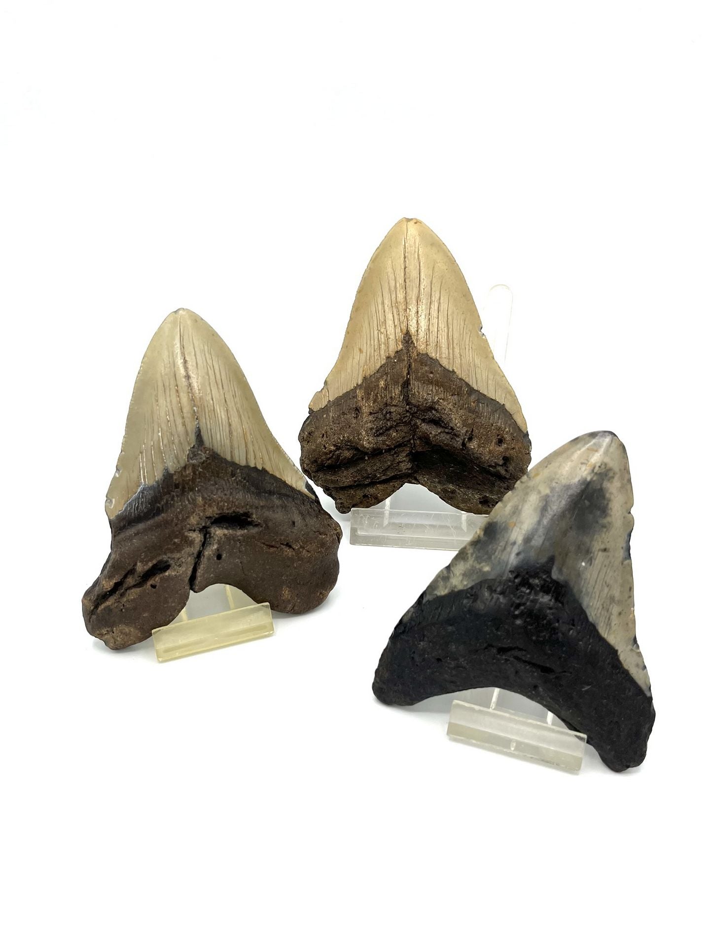 Fossilien