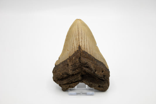 Megalodon Zahn