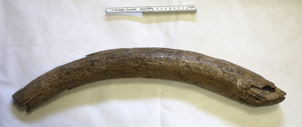 Mammut Stoßzahn