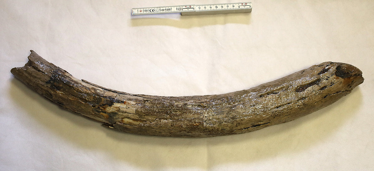 Mammut Stoßzahn